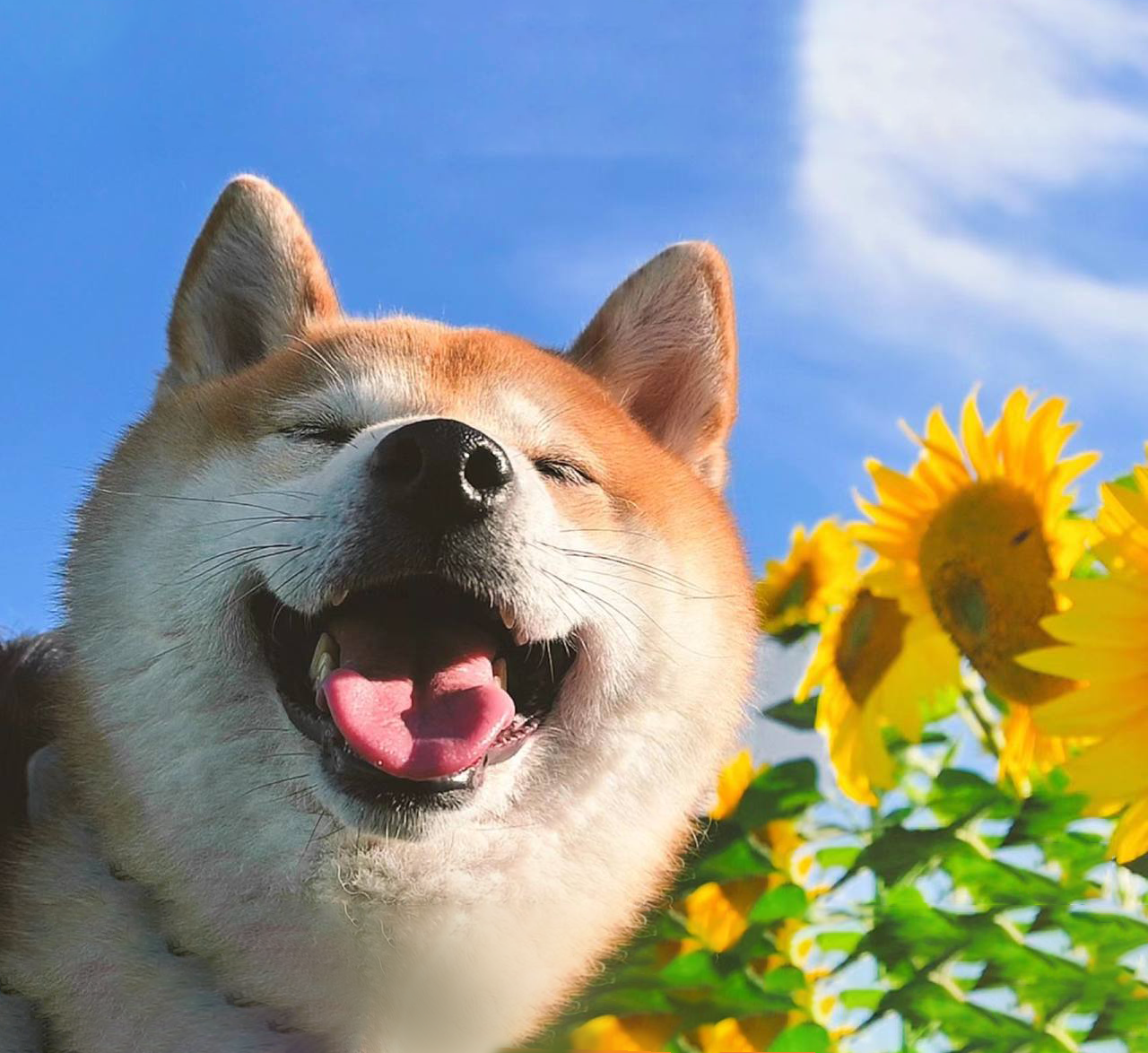 TDOG